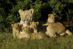 Lategan Safaris - Gallery