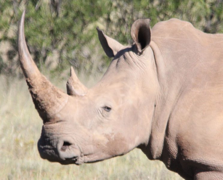 Lategan Safaris – Gallery