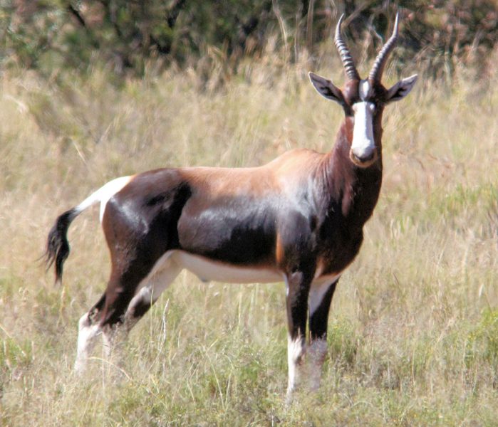 Lategan Safaris – Gallery