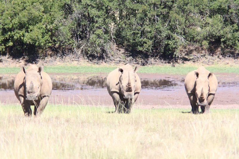 Lategan Safaris – Gallery