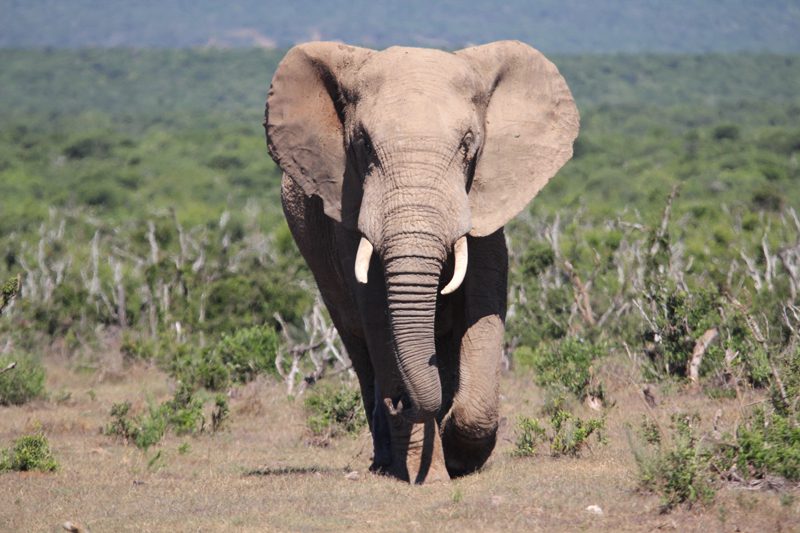 Lategan Safaris – Gallery