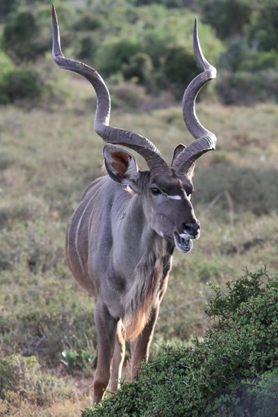 Lategan Safaris – Gallery