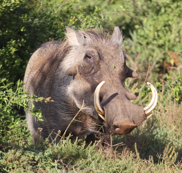 Lategan Safaris – Gallery