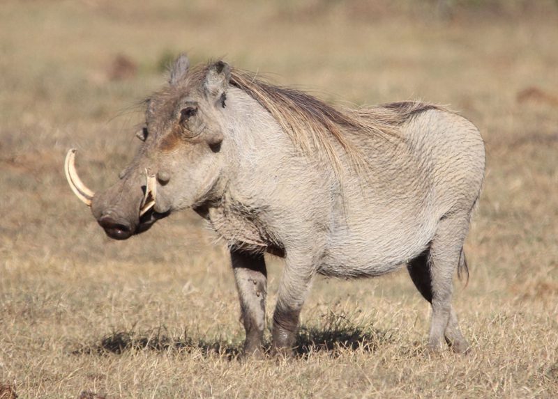 Lategan Safaris – Gallery