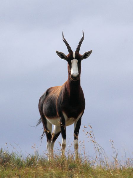 Lategan Safaris – Gallery