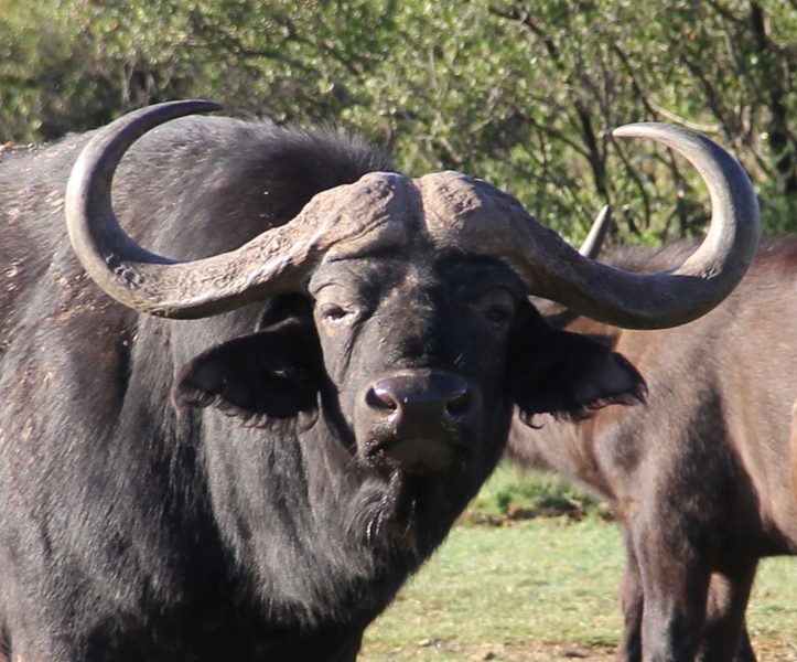 Lategan Safaris – Gallery