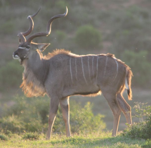 Lategan Safaris – Gallery