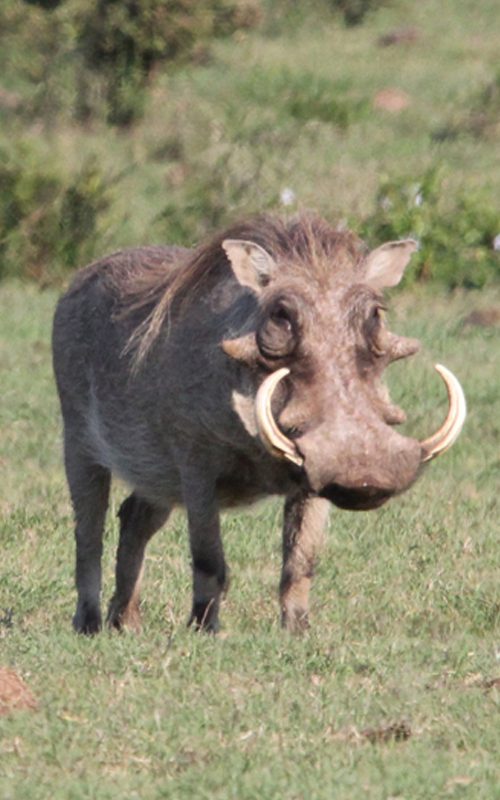 Lategan Safaris – Gallery
