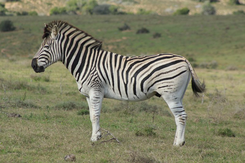 Lategan Safaris – Gallery