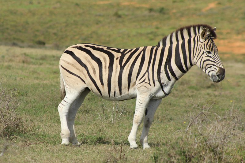 Lategan Safaris – Gallery