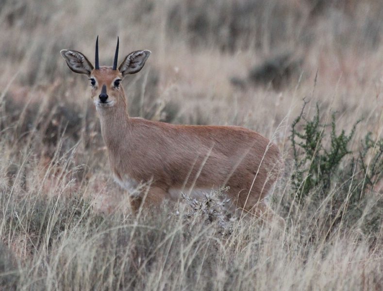 Lategan Safaris – Gallery