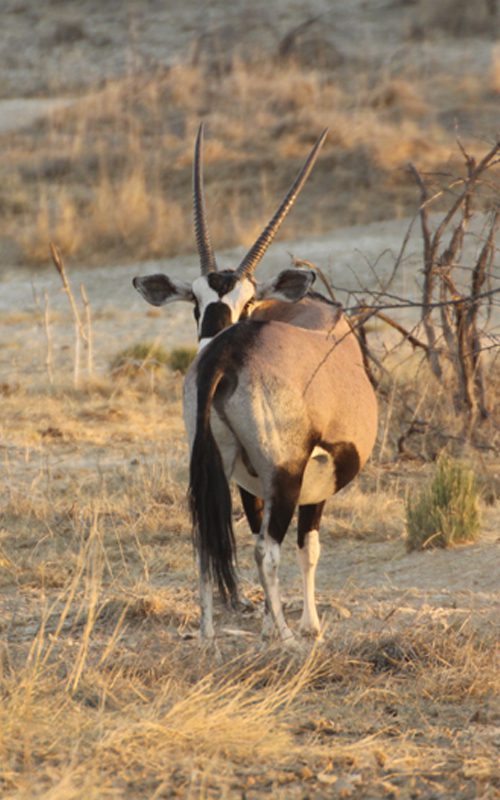 Lategan Safaris – Gallery