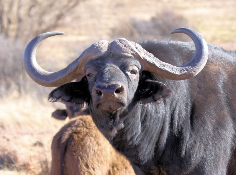 Lategan Safaris – Gallery
