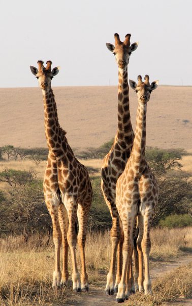 Lategan Safaris – Gallery