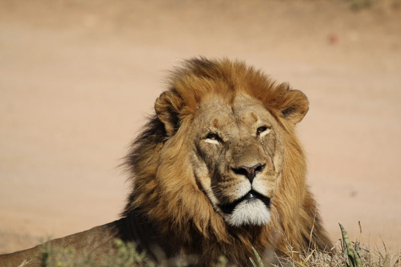 Lategan Safaris – Gallery