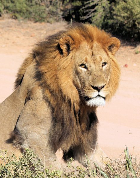 Lategan Safaris – Gallery