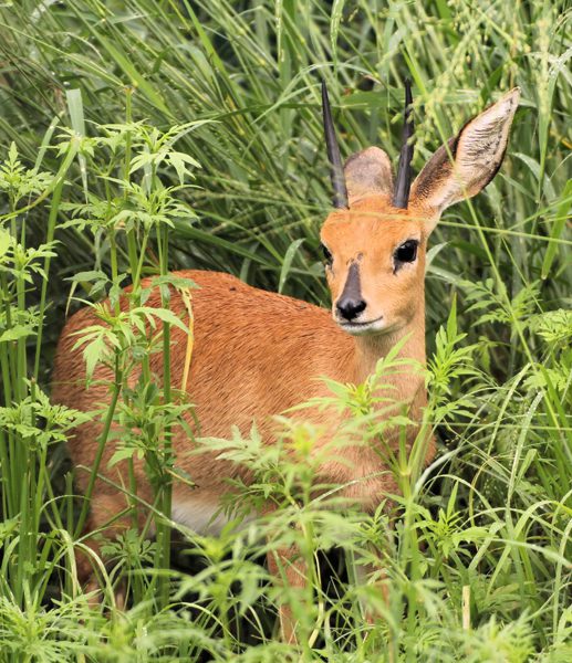 Lategan Safaris – Gallery