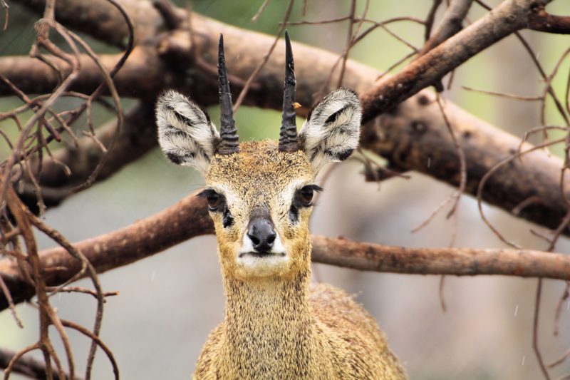 Lategan Safaris – Gallery