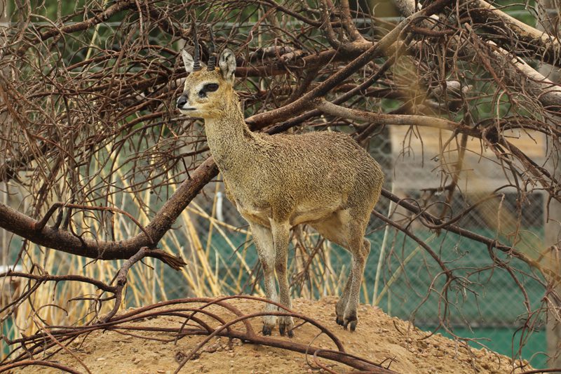 Lategan Safaris – Gallery