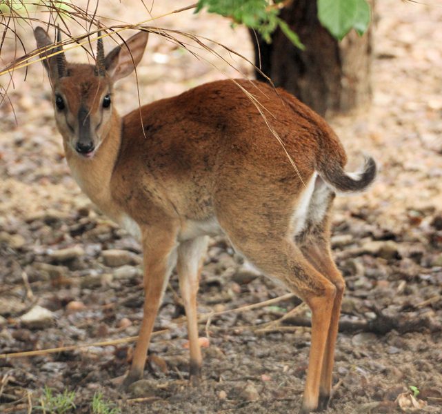 Lategan Safaris – Gallery