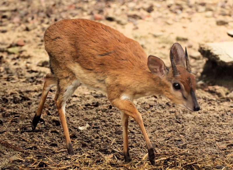 Lategan Safaris – Gallery