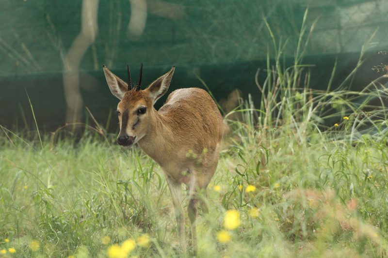 Lategan Safaris – Gallery