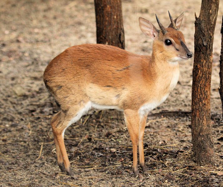 Lategan Safaris – Gallery