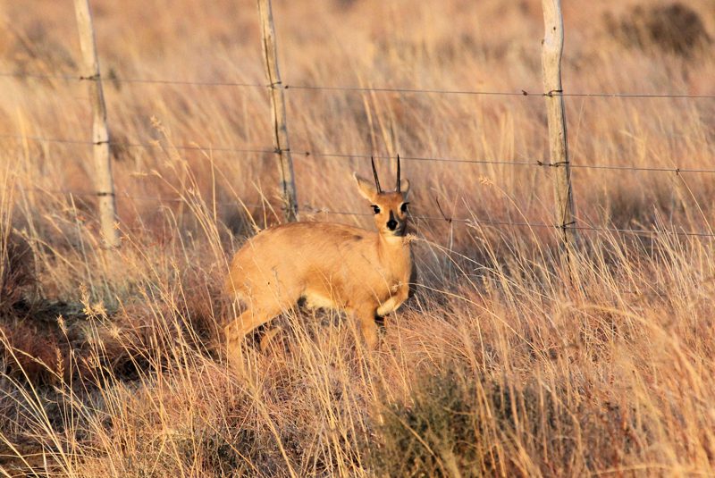 Lategan Safaris – Gallery