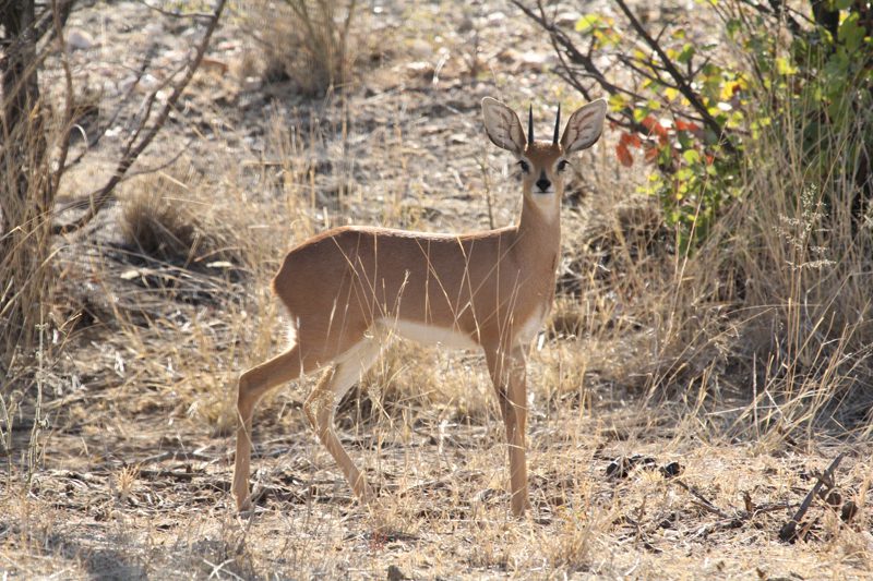 Lategan Safaris – Gallery