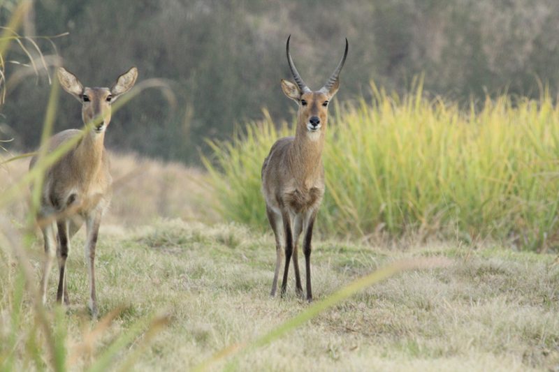 Lategan Safaris – Gallery