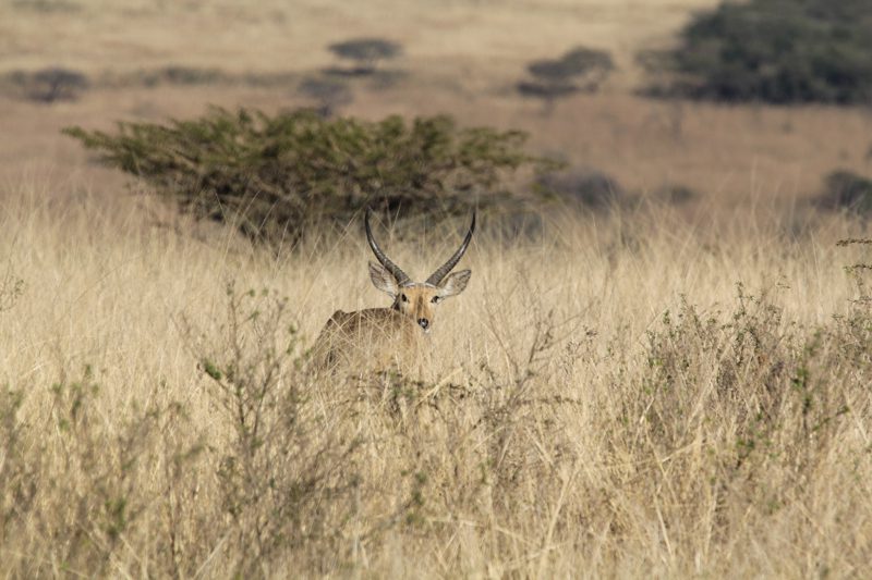 Lategan Safaris – Gallery