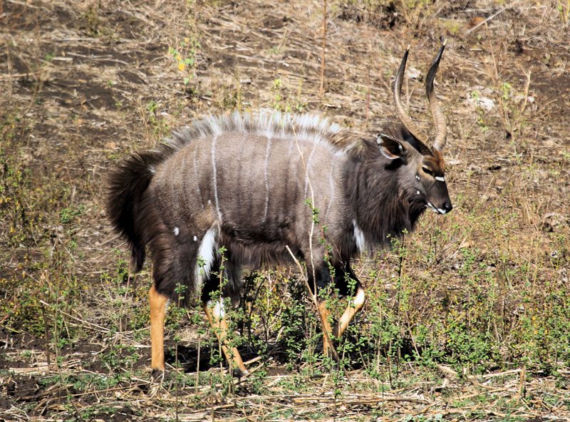 Lategan Safaris – Gallery