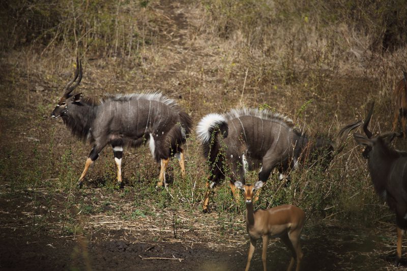 Lategan Safaris – Gallery