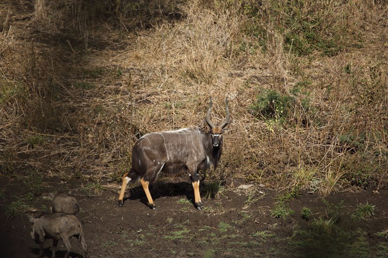 Lategan Safaris – Gallery