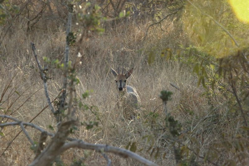 Lategan Safaris – Gallery