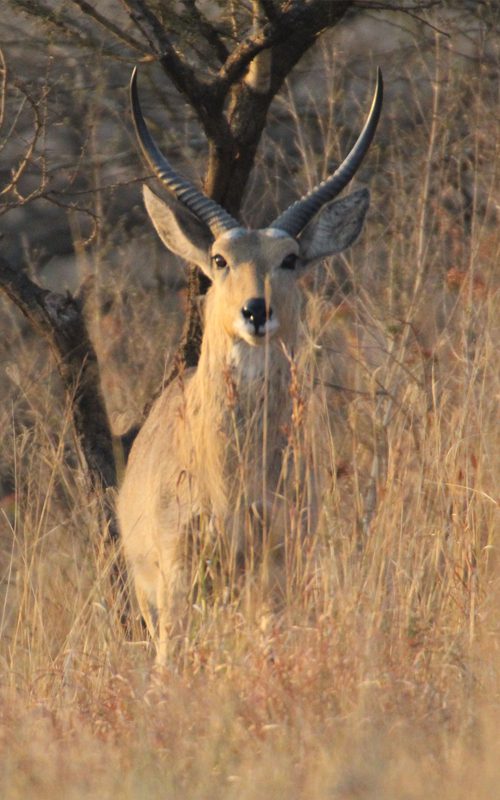 Lategan Safaris – Gallery