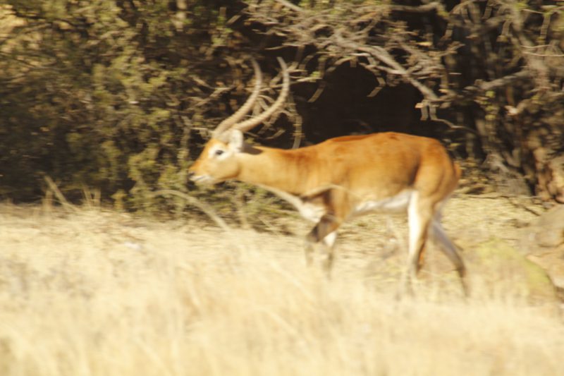 Lategan Safaris – Gallery