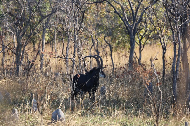 Lategan Safaris – Gallery