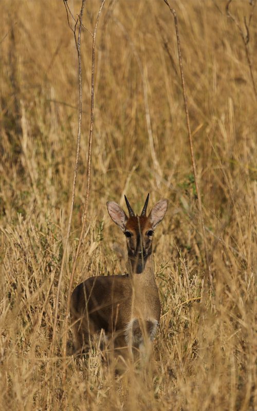 Lategan Safaris – Gallery