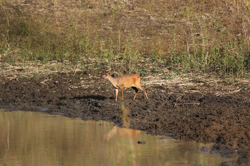 Lategan Safaris – Gallery