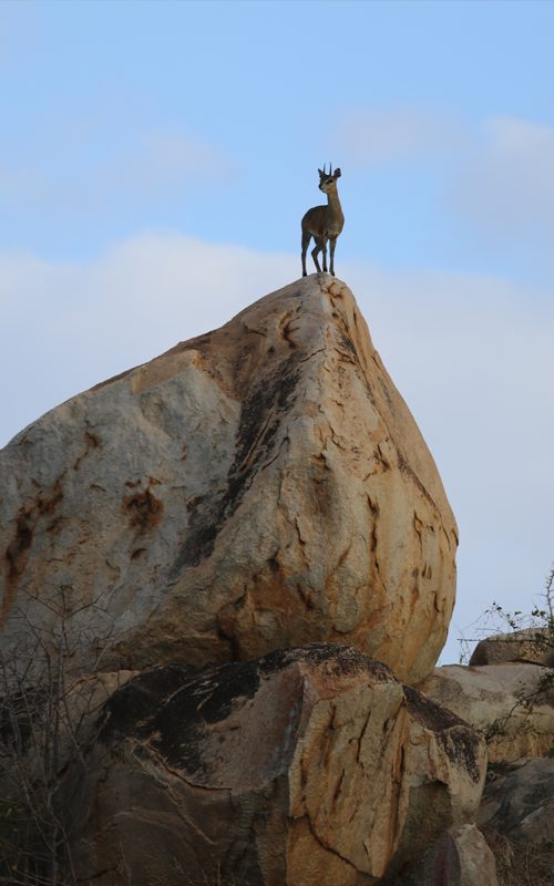 Lategan Safaris – Gallery