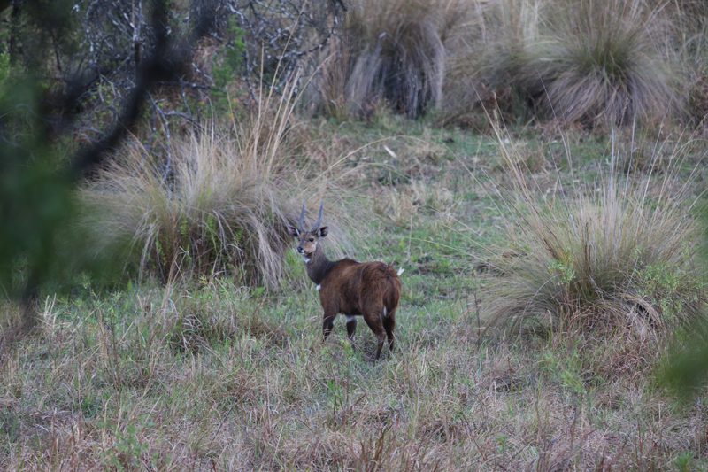Lategan Safaris – Gallery