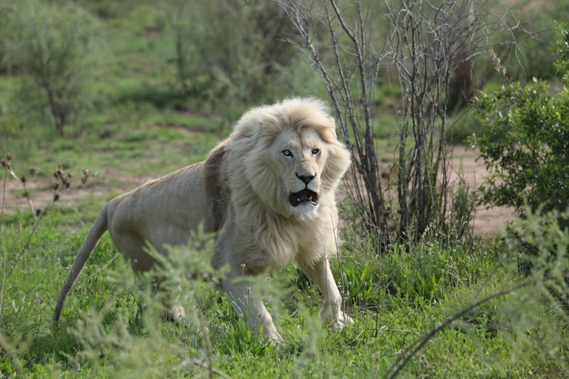Lategan Safaris – Gallery