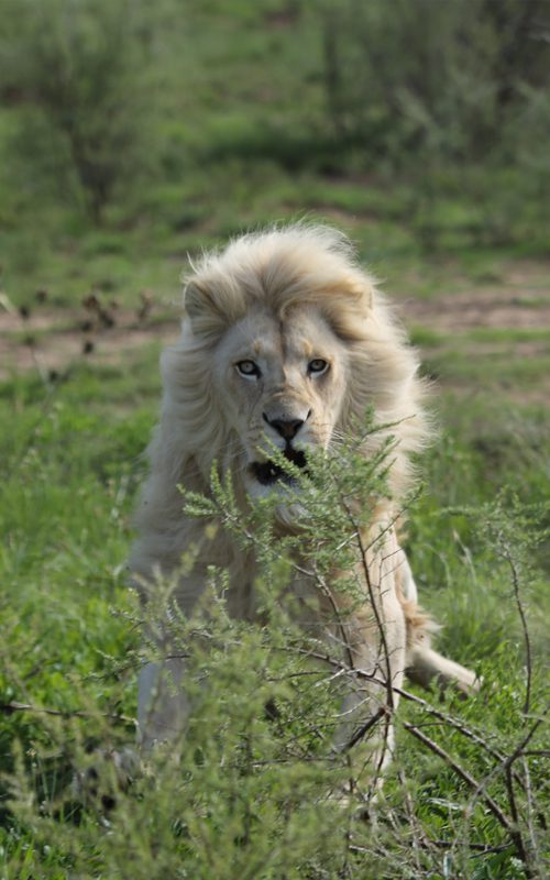 Lategan Safaris – Gallery