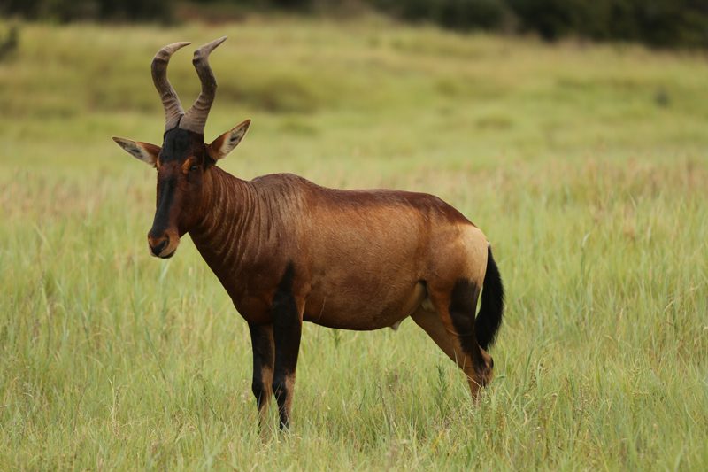 Lategan Safaris – Gallery