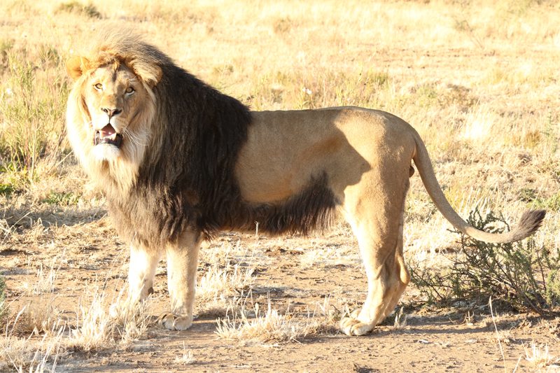 Lategan Safaris – Gallery