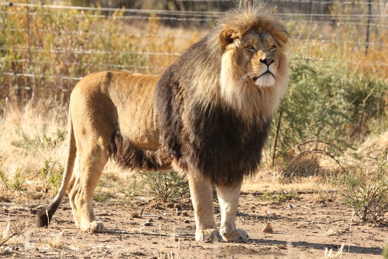 Lategan Safaris – Gallery