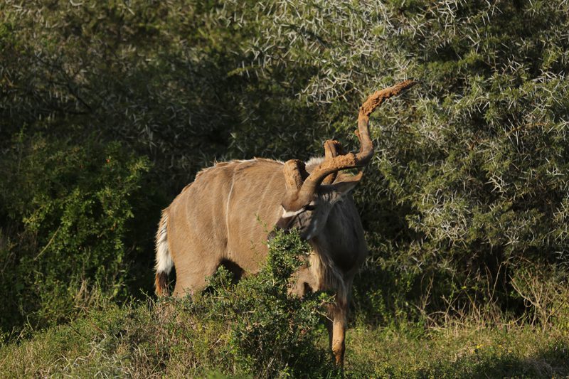 Lategan Safaris – Gallery