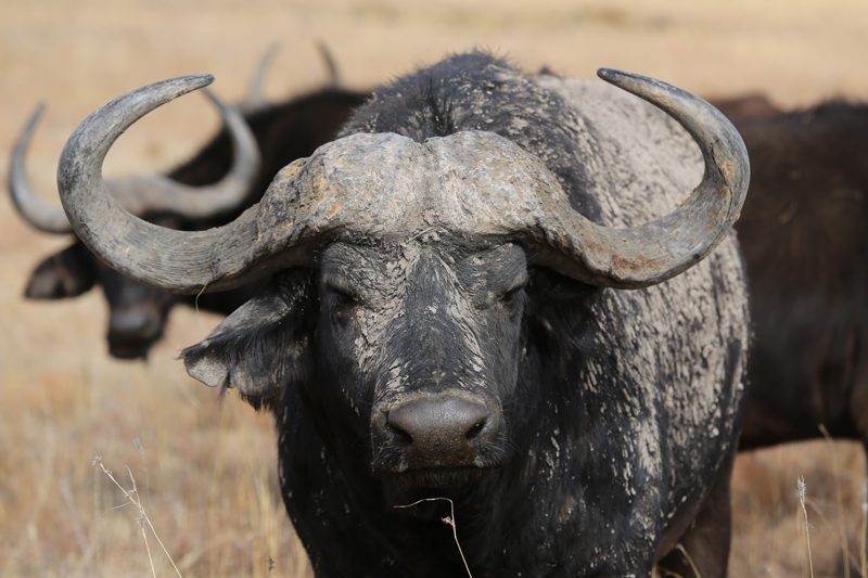 Lategan Safaris – Gallery