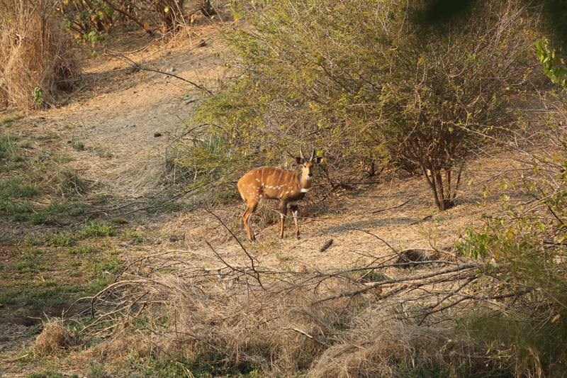 Lategan Safaris – Gallery